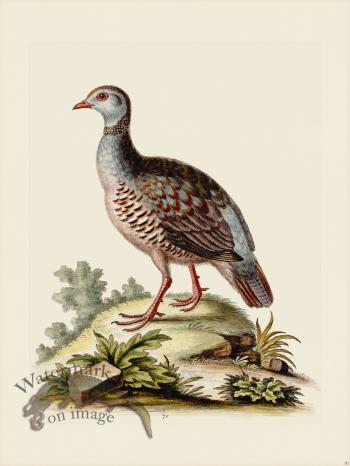 Edwards 070 Red -leggd Partridge